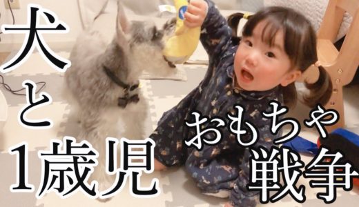 【育児】子どもと犬の遊ぶ姿が可愛い【シュナウザージジトト】Miniature schnauzer: Play with daughter