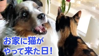 同居猫と死別して一人ぼっちだった犬。そこに新入りの子猫が現れた…♪