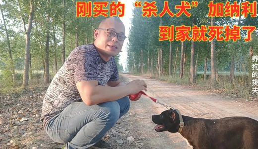 刚买的“杀人犬”加纳利到家就死掉了，如何避免这个坑？