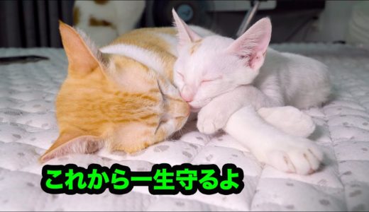 初めて出会った時から、すぐに犬から保護子猫を守った先住保護猫・保護子猫を自分の子供だと思ったんだろう！