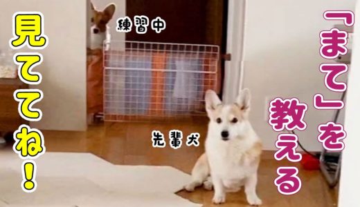 先輩犬の「待て」をみて学ぶコーギー