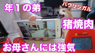 柴犬小春　【犬語翻訳】よく喋る動画をバウリンガルで解析してみたら