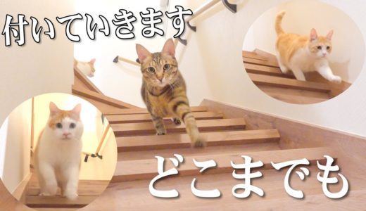 実はうちの猫…犬かもしれません…