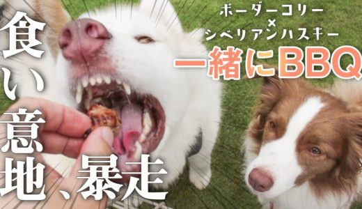 [犬達とBBQ] 食い意地が大暴走したシベリアンハスキー！食べて遊んではしゃぐ仲良し3匹