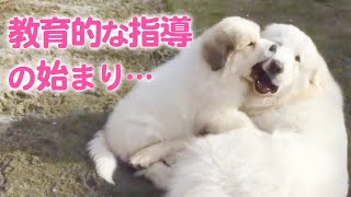 【ルンルンちゃん＆アラン君】優しい大型犬の間に、上下関係が生まれた…😮