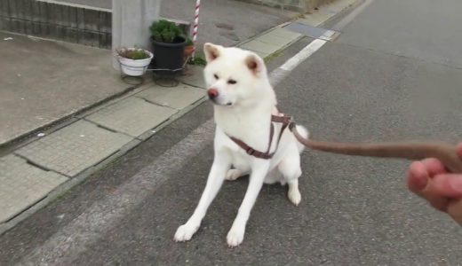 【秋田犬ゆうき】工事の現場は怖いのでギリギリまで粘ってダッシュで通過する【akita dog】