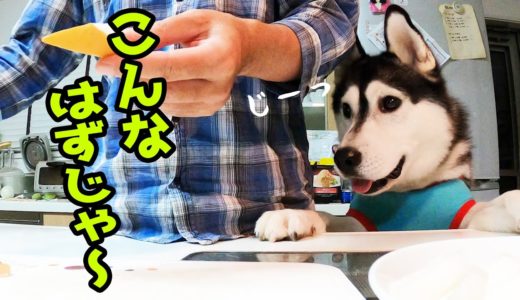 育て方を間違った！人間になりきった犬に！