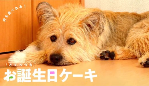 愛犬に特別なお誕生日ケーキを作った［犬も食べれるケーキのレシピ］