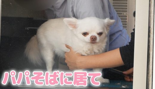 トリミング中にパパが見えなくなると寂しくなる犬