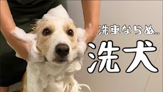 犬をお風呂に入れるのは洗車レベルで大変だった…【ボーダーコリー】