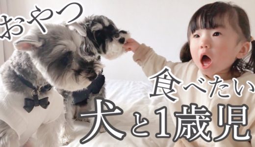 犬にごはんをあげてくれる娘を辛抱強く待つわんちゃん【シュナウザージジトト】Miniature schnauzer: Dog waiting for food