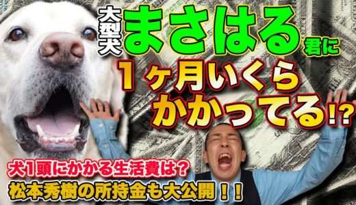 【犬の生活費】計算しなきゃよかった！驚きの金額！ついでに「ポチたま」で活躍した芸人松本秀樹のお財布の中身を大公開！！！