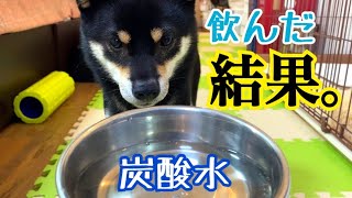 柴犬が初めて炭酸水を飲んだリアクションがおもしろすぎるwww (豆柴) Shiba Inu with an interesting reaction to drink carbonated water