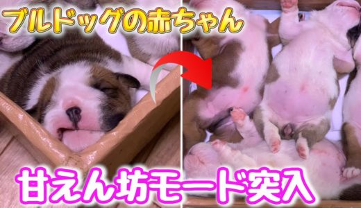 【犬の赤ちゃん】生後2週間🐶気持ちよさそうに眠るブルドッグの赤ちゃんがかわいすぎる【梅ちゃん出産記録】【へそ天】