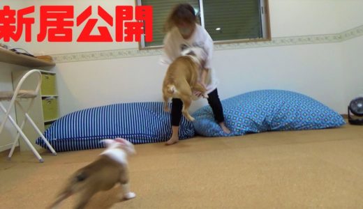 【新居公開】広い家に引っ越したら犬達が喜んでくれました！