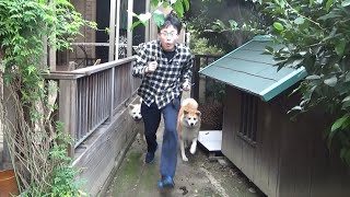 秋田犬に追いかけられたら足が速くなるか検証してみた！