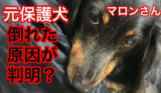 【緊急入院後どうなった？】元保護犬マロンさん