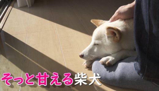 成犬になった柴犬が照れたようにそっと甘えてきて抱きしめたくなりました！