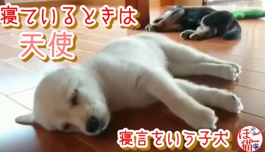 【犬　子犬　保護犬】子犬２匹を保護　子犬の寝言　寝ているときは天使