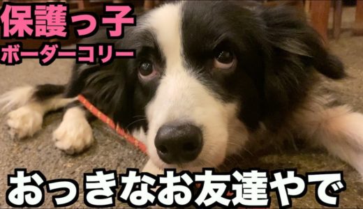 保護っ子ボーダー・ドッグランやお散歩で犬の社会化【21-22日目】