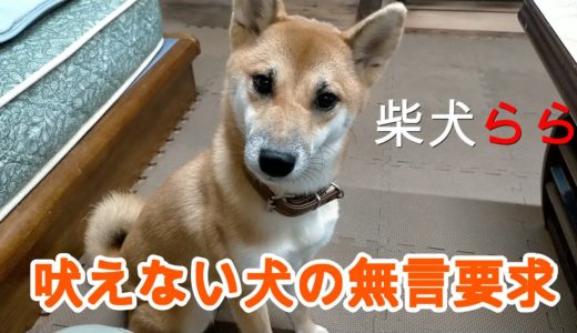 吠えない犬の無言要求