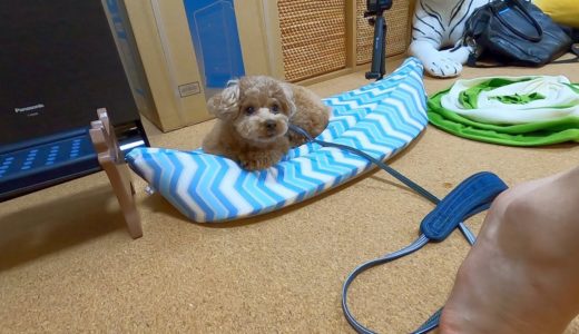 お散歩が嫌いで動かない犬を置いてパパママだけで散歩に行こうとしてみたら…【トイプードル】