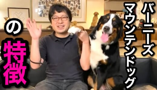 【バーニーズマウンテンドッグの特徴】 超大型犬のバーニーズってどんな犬？飼育する上での大変な面もお伝えします！