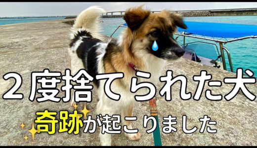 【保護犬】もう捨てないで...２度捨てられた犬のモコ...そして奇跡が起こります