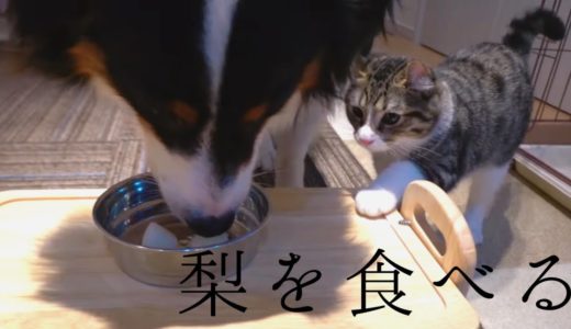 【梨を食べる】控えめに欲しがる犬と欲しがらない猫