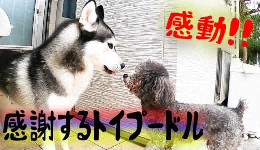 保護犬トイプードルを助けるハスキー犬の行動に感動！husky and Poodle