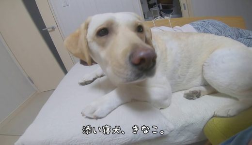 添い寝犬、ラブラドールきなこ。