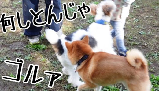 ドッグランで２歳娘を他の犬から守ろうとする柴犬｜犬と子供のvlog