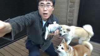 秋田犬に魚のおもちゃでドッキリ仕掛けてみた！