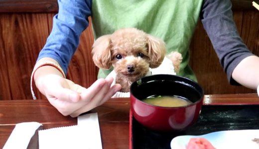 【犬と温泉旅行】朝風呂に行ったパパをずーーっと待ち続ける健気な犬【トイプードルのコロン】