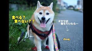 散歩の途中でオヤツが落ちていたらウチの犬は食べるのか？？Can my dog ignore a treat on the ground?