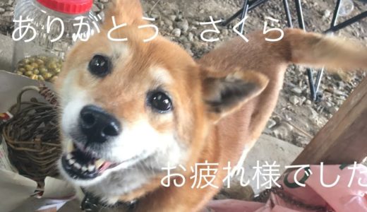 12歳さくらお空へ旅立ちました。犬との思い出。泣いちゃった話