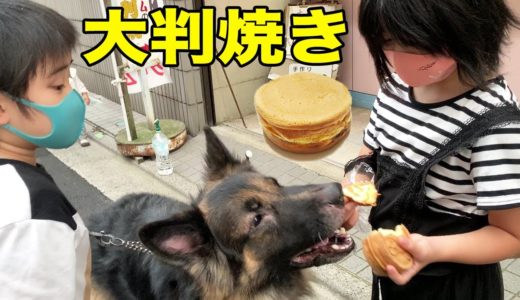 買い物散歩は楽しい・美味しい・シェパード犬マックの巻【VLOG】