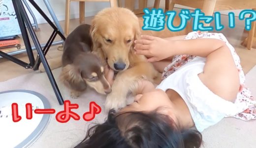 大型犬クッキーに娘を任せたら、心の広さに感動した動画がこちら。ゴールデンレトリバーのクッキーとミニチュアダックスフンドの子犬ショコラとの幸せな日常