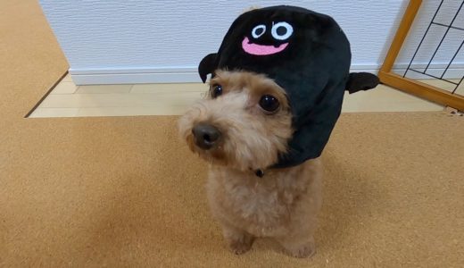 ハロウィンに仮装コスプレしたら犬がおまんじゅうみたいになったw【トイプードル】