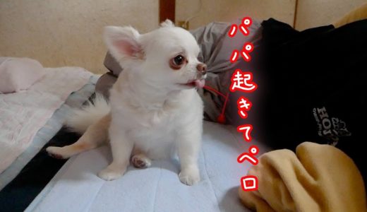 朝パパを可愛く起こしに来る犬ｗ食べたらママですけどね...