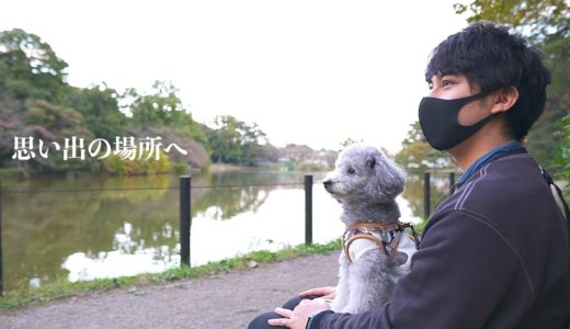 🐶気分が落ち込んだときのルーティン/犬とアラサー男の日常Vlog【トイプードル】