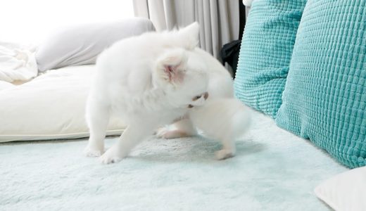 【超危険】静電気にびっくりしちゃった犬ｗ