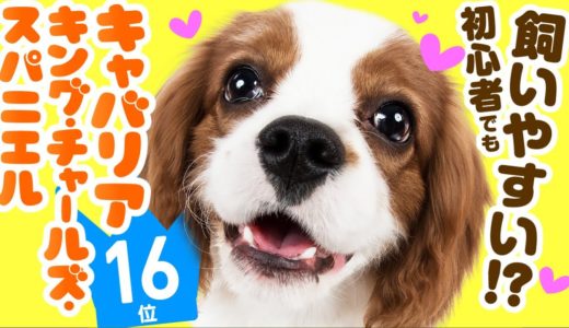 ❤️人気16位【キャバリア・キング・チャールズ・スパニエルってどんな犬？】子犬の価格や性格、寿命、飼いやすさは？ カワイイ動画でチェック！