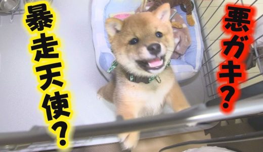 【豆柴】疲れを知らない暴走犬【子犬】