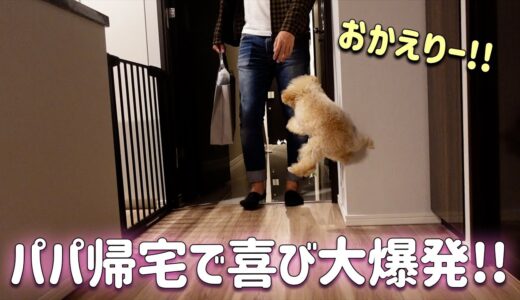 パパが帰宅してテンションMAXで喜びまくる子犬【トイプードル】