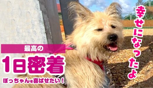 幸せになった保護犬、2歳の忙しい誕生日の1日を紹介します