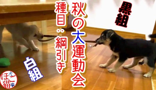 【犬　子犬　保護犬】子犬２匹子猫4匹保護　秋の大運動会　開催！！