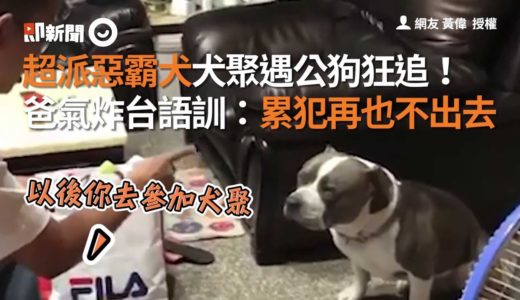 超派！惡霸犬參加犬聚狂追公狗！爸氣炸教訓：不准再犯｜寵物｜責罵