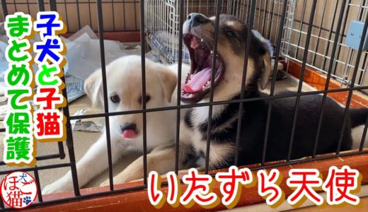 【犬　子犬　保護犬】ケージから出して欲しい子犬達