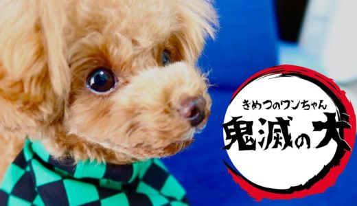 【鬼滅の刃OP 犬ver.】 紅蓮華を愛犬で作ってみた【トイプードルのコロン】